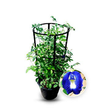 Butterfly Pea Climber